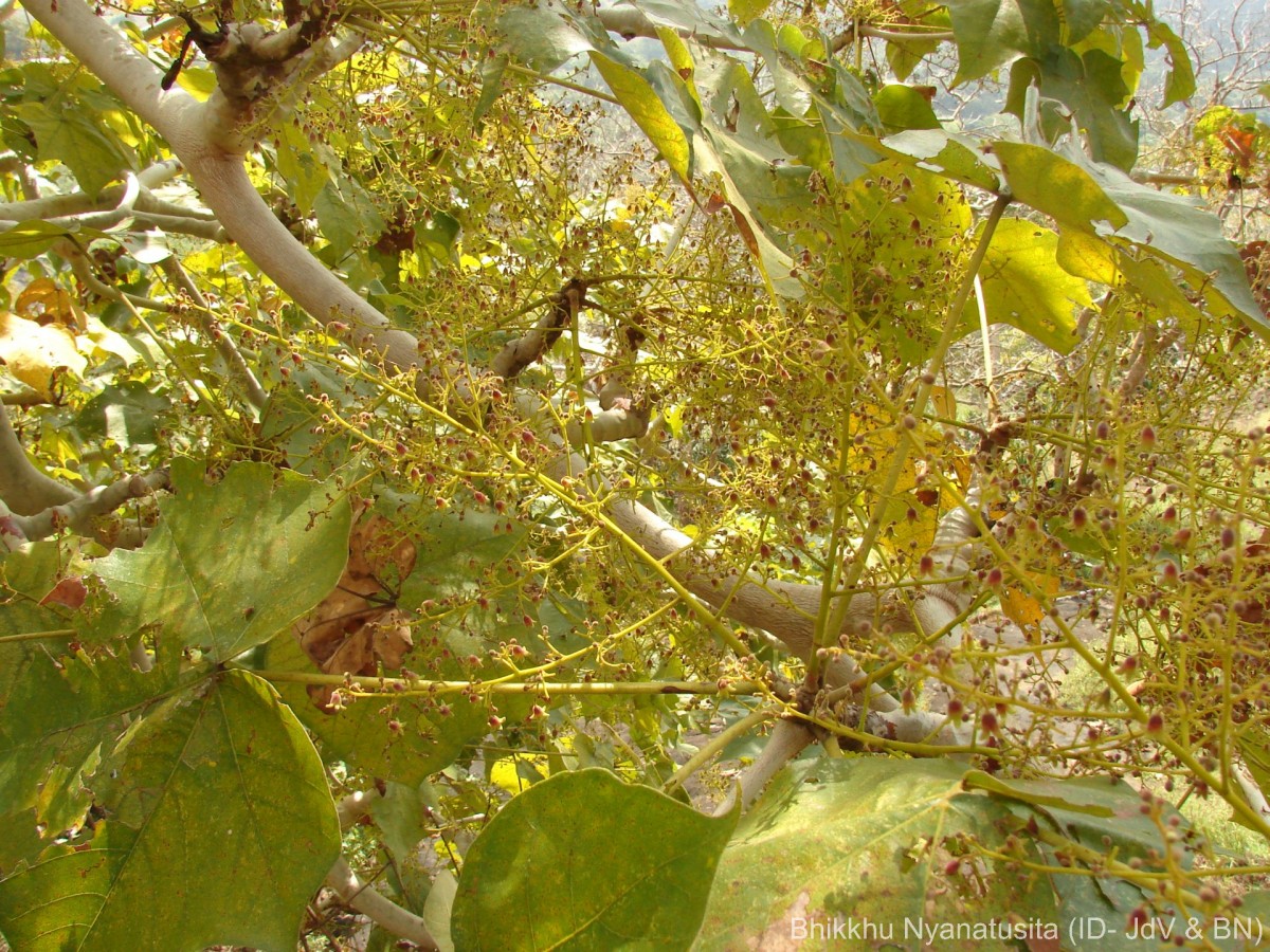 Sterculia urens Roxb.